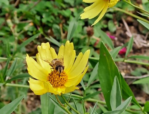 Naturschutzprojekt Erlebnisgarten der Tagesgruppe Eltern-Kind in  Grevenbroich